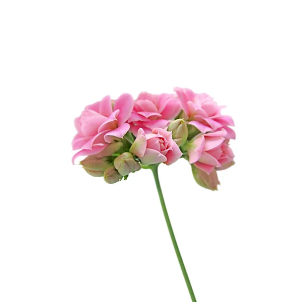 Tak Van Roze Bloemen Geïsoleerd Witte Achtergrond Stockfoto