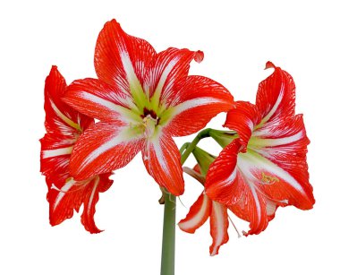 Beautiful striped red flower isolated on a white background