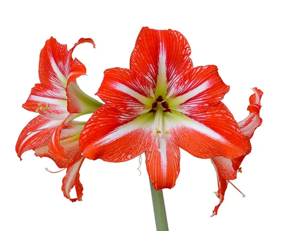 Bellissimo Fiore Rosso Strisce Isolato Uno Sfondo Bianco — Foto Stock