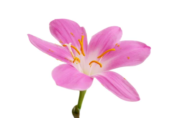Vacker Rosa Blomma Isolerad Vit Bakgrund — Stockfoto