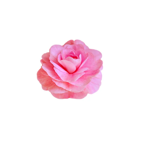 Belle Fleur Rose Isolée Sur Fond Blanc — Photo