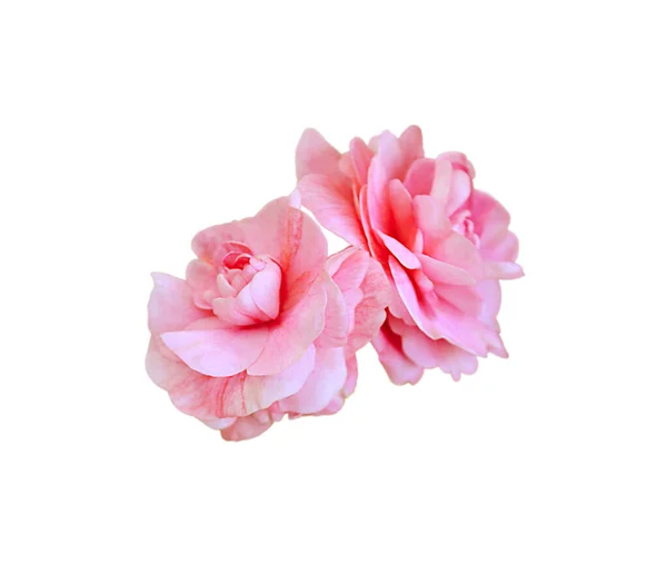 Красивые Розовые Цветы Изолированы Белом Фоне — стоковое фото