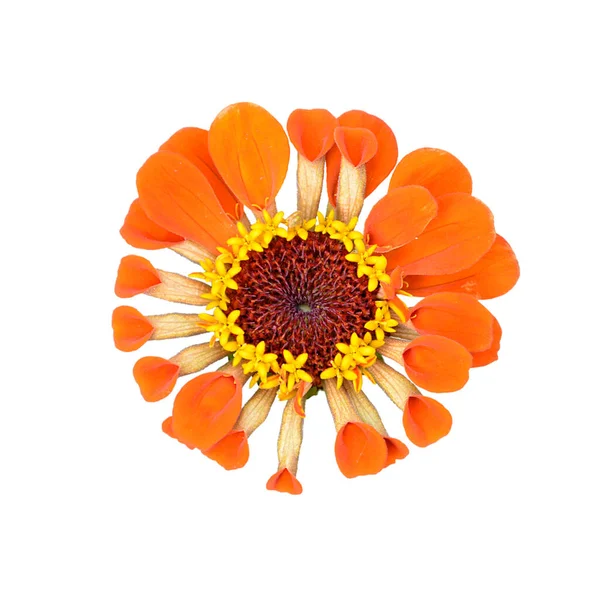 Piękny Pomarańczowy Kwiat Białym Tle Białym Tle — Zdjęcie stockowe