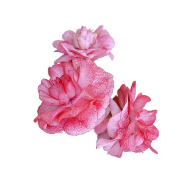 Beyaz bir arka plan üzerinde izole güzel pembe çiçekler