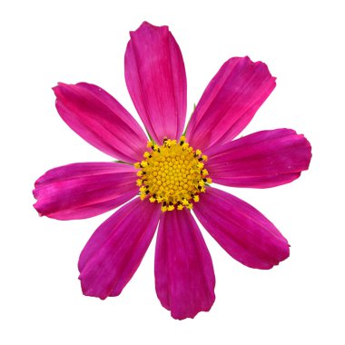 Beyaz bir arka plan üzerinde izole güzel bir mor çiçek