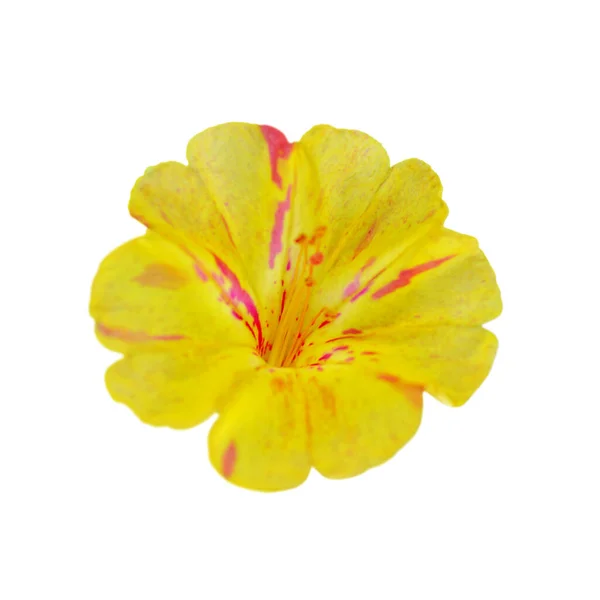 Красива Жовта Квітка Ізольована Білому Тлі — стокове фото