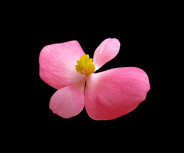 Beautiful Pink Flower Isolated Black Background — Stock Photo, Image