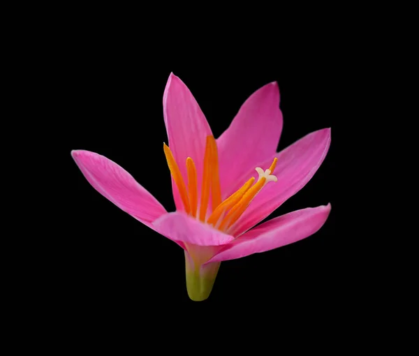 Gyönyörű Rózsaszín Virág Izolált Fekete Háttér — Stock Fotó