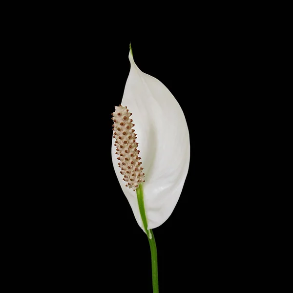 Witte Spathiphyllum Bloem Geïsoleerd Een Zwarte Achtergrond Stockafbeelding