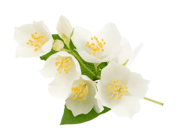 ジャスミンの花は白で隔離されます。 — ストック写真