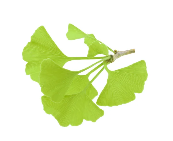Ginkgo biloba leaves isolated without shadow — Stock Photo, Image