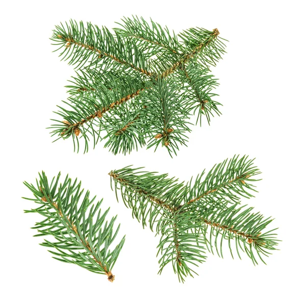 Pine tree isolated on white. without shadow — Stock Photo, Image