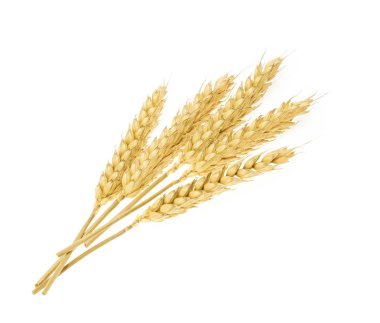 Beyaz üzerine izole buğday