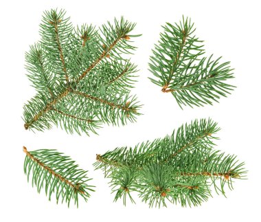 Çam ağacı üzerinde beyaz izole. Gölge