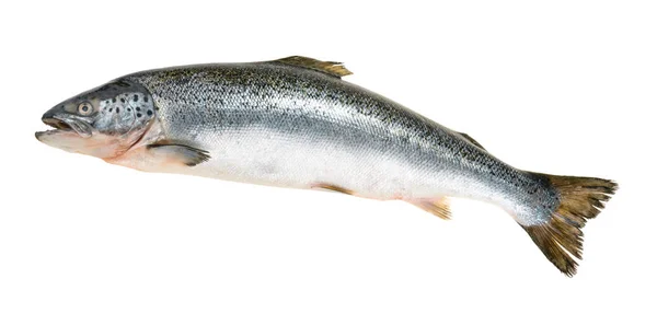 Salmon fish isolated on white without shadow — Stock Photo, Image