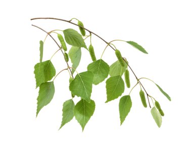 Huş izole bırakır. Gölge