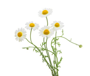 Beyaz arka plan üzerinde izole chamomiles. Gölge