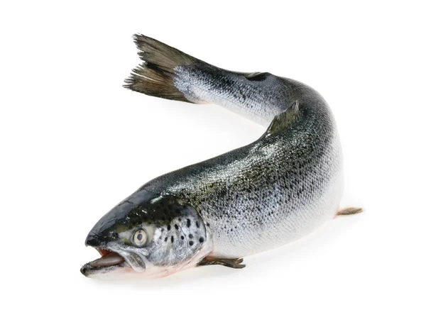Salmon fish isolated on white — Stock Photo, Image