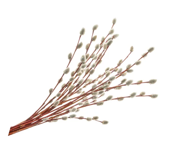 Willow dallar üzerinde beyaz izole. Gölge