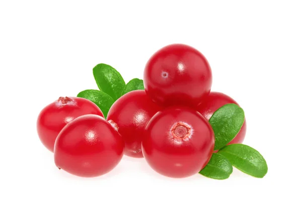 Cranberry diisolasi pada latar belakang putih — Stok Foto