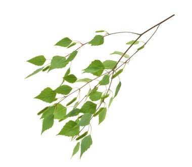 Huş izole bırakır. Gölge