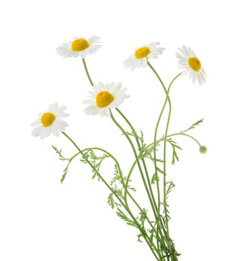 Beyaz arka plan üzerinde izole camomiles. Gölge