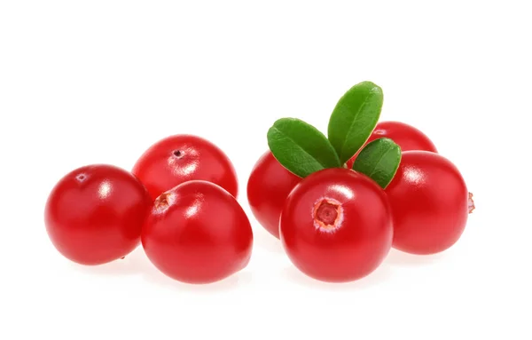 Cranberry diisolasi pada latar belakang putih — Stok Foto
