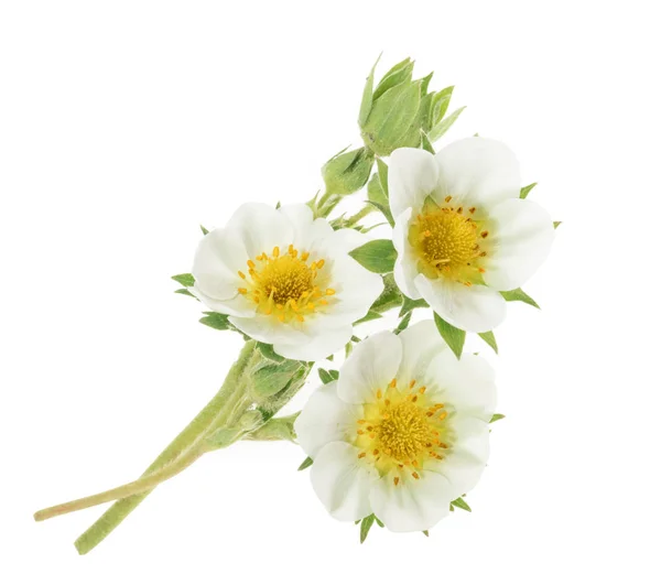 Aardbei bloemen geïsoleerd op wit — Stockfoto