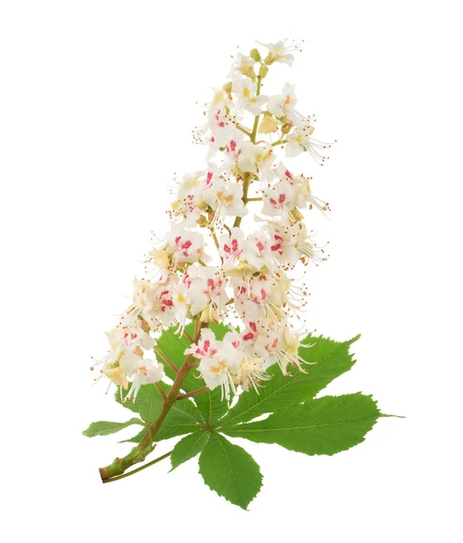 Castaño de Indias (Aesculus hippocastanum, Conker tree) flores iso — Foto de Stock