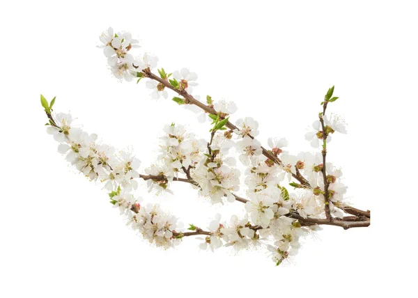 Apricot flowers isolated on white. without shadow — Stock Photo, Image