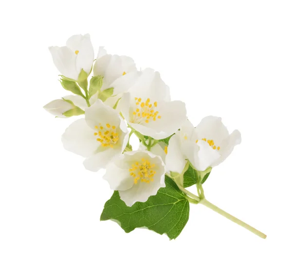 ジャスミンの花は、白で隔離。影なし — ストック写真