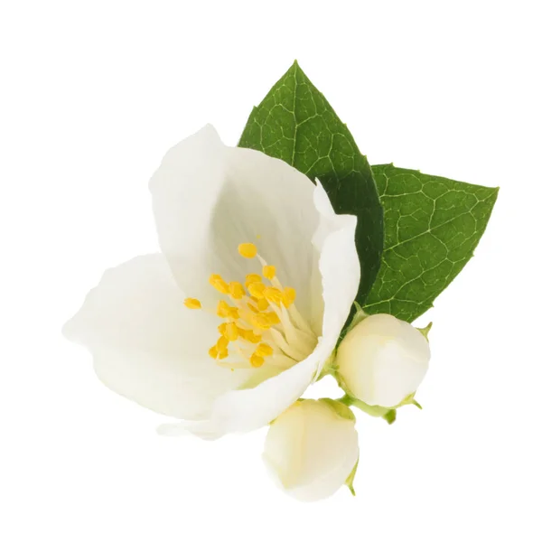 Jasmine flower geïsoleerd zonder schaduw — Stockfoto