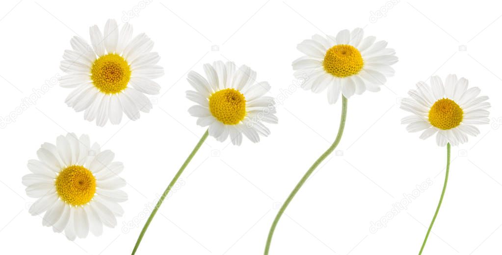 Chamomiles isolated on white background. without shadow