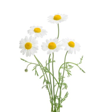 Beyaz arka plan üzerinde izole chamomiles. Gölge