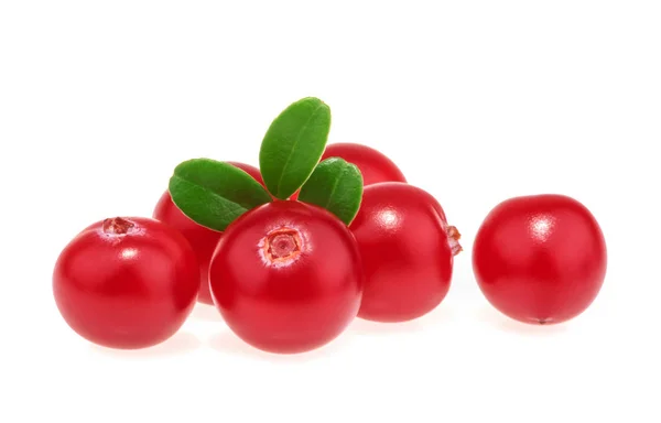 Preiselbeeren isoliert auf weißem Hintergrund — Stockfoto