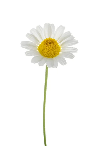 Chamomile isolated on white background. without shadow — Stock Photo, Image