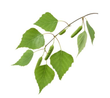 Huş izole bırakır. Gölge