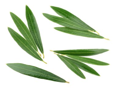 Zeytin yaprağı üzerinde beyaz gölge olmadan izole