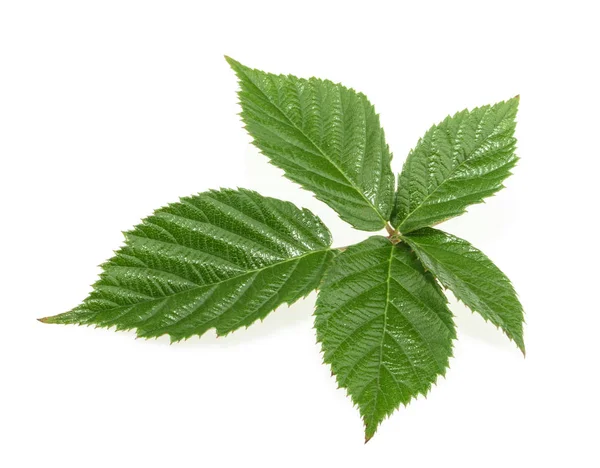 Blackberry leaf isolated on white background — Stock Photo, Image