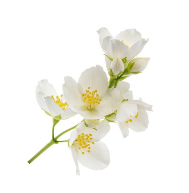 Beyaz Gölge olmadan izole Yasemin