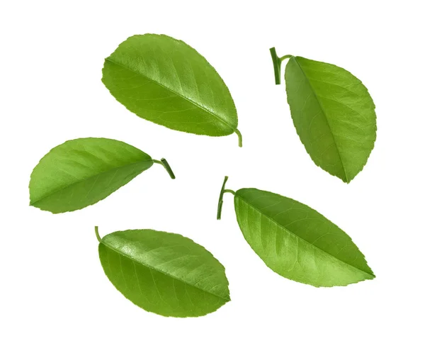 Citrus leaves isolated on white background — Stock Photo, Image