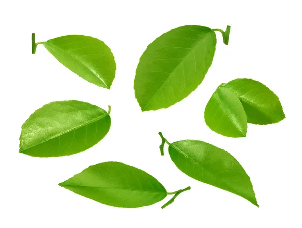 Citrus leaves isolated on white background — Stock Photo, Image
