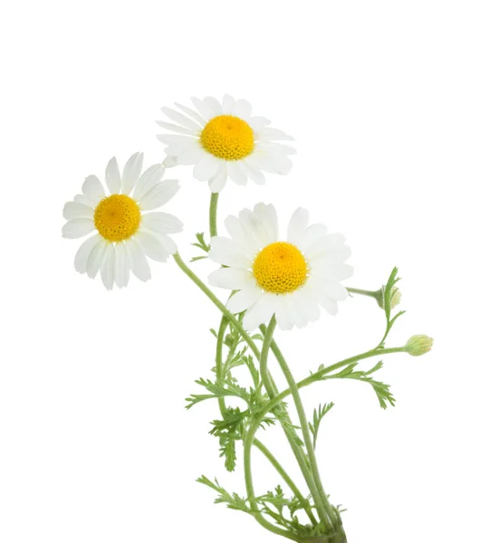 Beyaz arka plan üzerinde izole chamomiles. Gölge