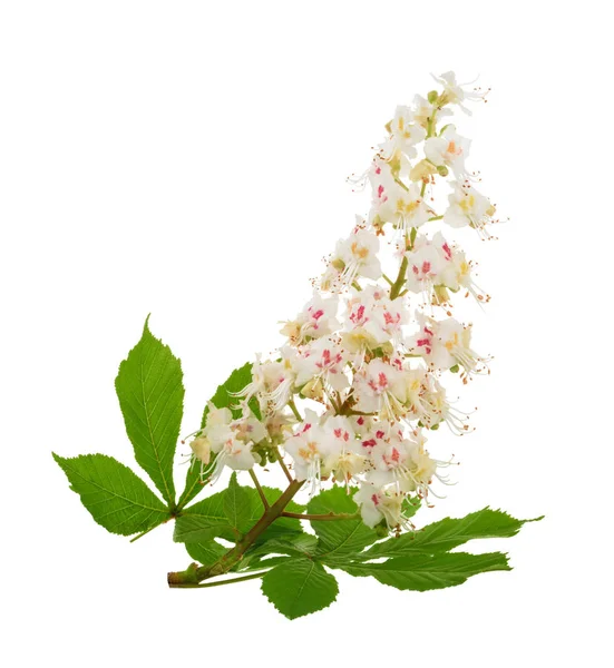 Horse-chestnut (Aesculus hippocastanum, Conker tree) flowers iso — Stock Photo, Image