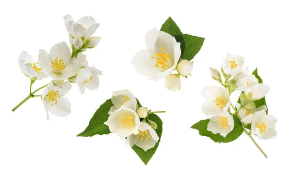 Flor de jasmim isolada em branco. sem sombra — Fotografia de Stock