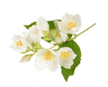 Beyaz Gölge olmadan izole Yasemin