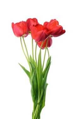 Beyaz arkaplanda kırmızı laleler izole edildi