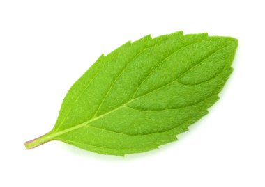 Beyaz üzerinde izole edilmiş nane yaprağı