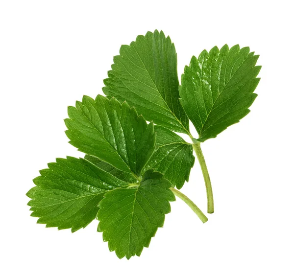 Strawberry leaf isolated on white background — Stock Photo, Image