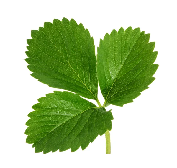 Strawberry leaf isolated on white background — Stock Photo, Image